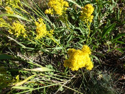 Solidago missouriensis, photographed by mfeaver