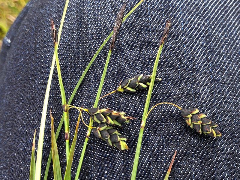 Carex rariflora, photographed by Jason Grant