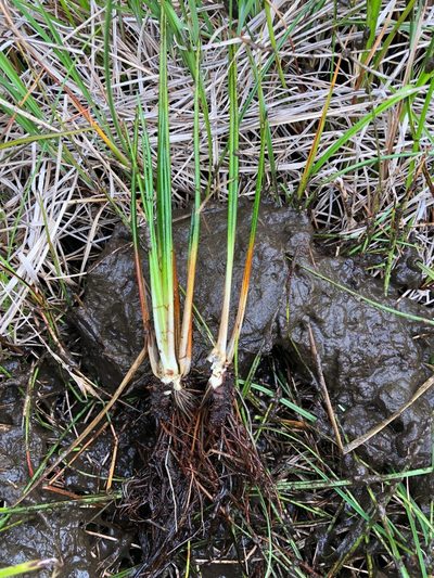 Isoetes occidentalis, photographed by Jason Grant