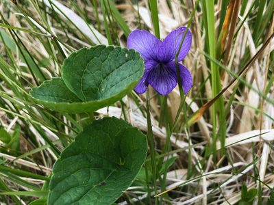 Viola langsdorffii, photographed by Jason Grant