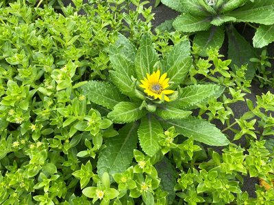 Senecio pseudoarnica, photographed by Jason Grant