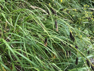 Carex macrochaeta, photographed by Jason Grant