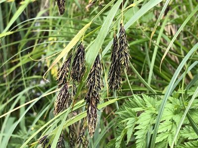 Carex macrochaeta, photographed by Jason Grant