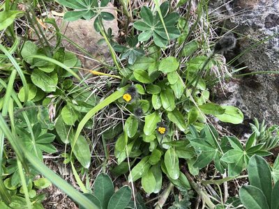 Hieracium triste, photographed by Jason Grant
