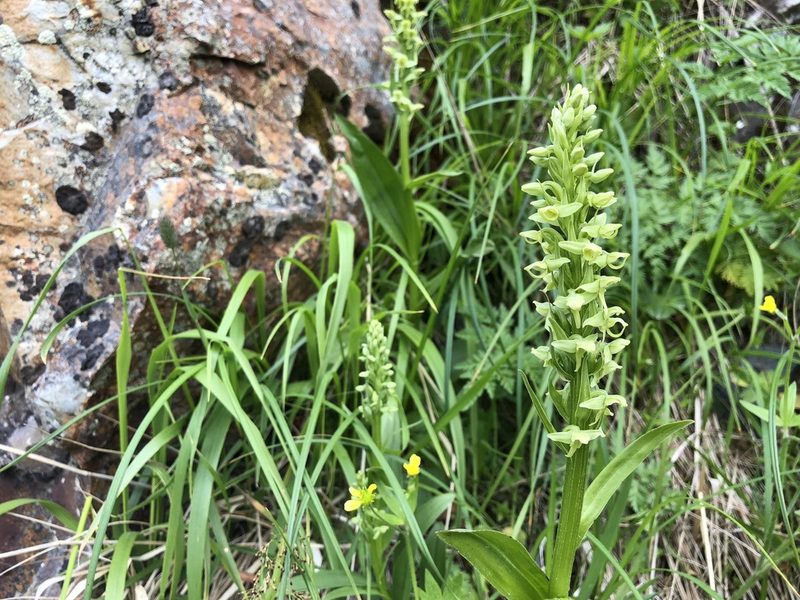 Platanthera convallariifolia, photographed by Jason Grant