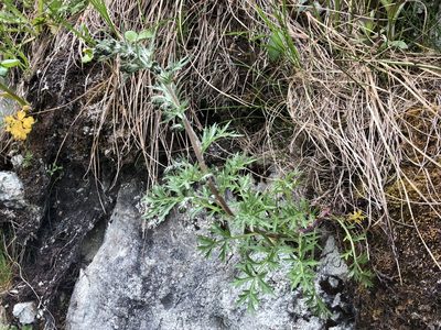 Artemisia arctica, photographed by Jason Grant