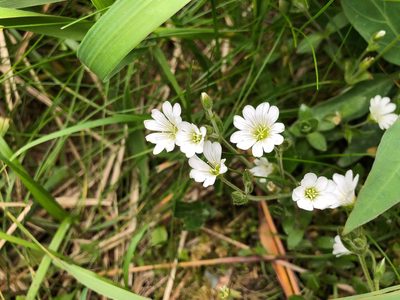 Cerastium beeringianum, photographed by Jason Grant