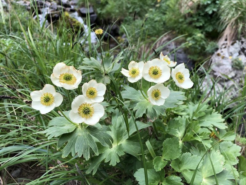 Anemonastrum villosissimum, photographed by Jason Grant