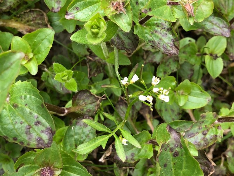 Cardamine umbellata, photographed by Jason Grant