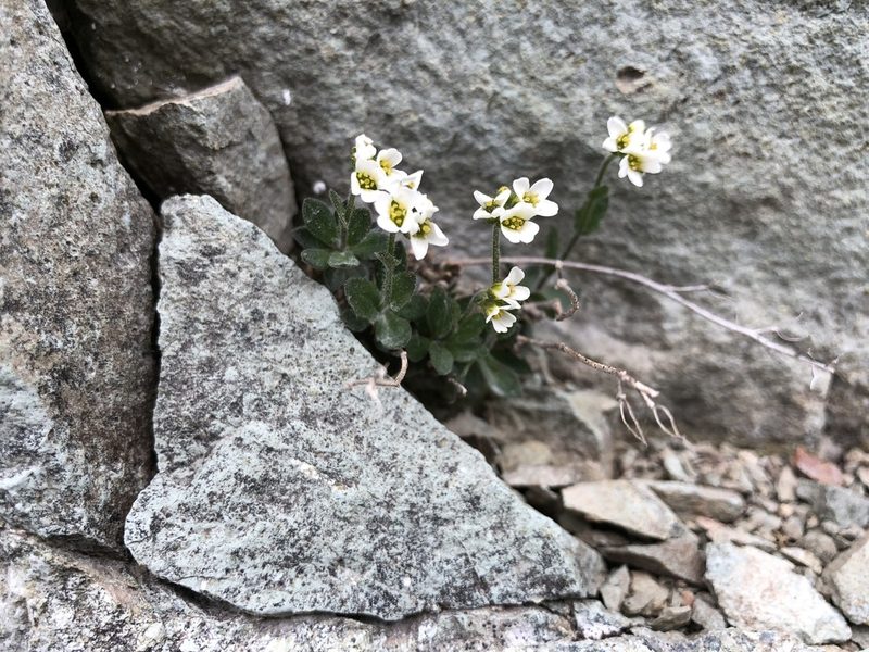 Draba borealis, photographed by Jason Grant