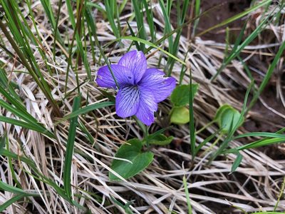 Viola langsdorffii, photographed by Jason Grant