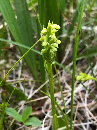 Platanthera chorisiana, photographed by Jason Grant