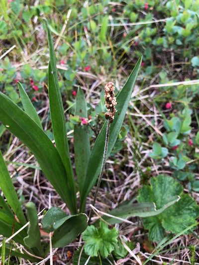 Plantago macrocarpa, photographed by Jason Grant