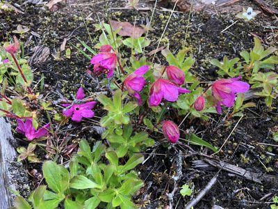 Rhododendron camtschaticum, photographed by Jason Grant