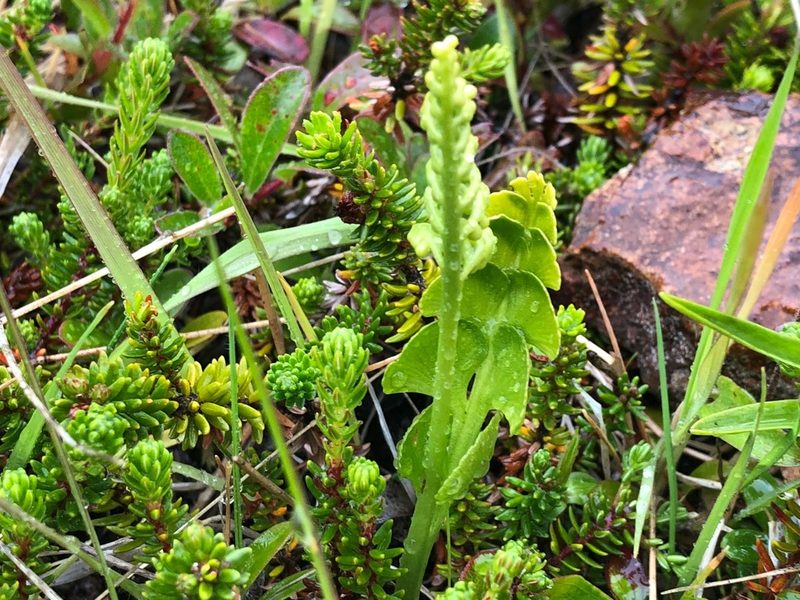 Botrychium neolunaria, photographed by Jason Grant