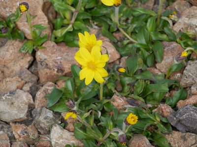 Arnica griscomii, photographed by Matt Muir