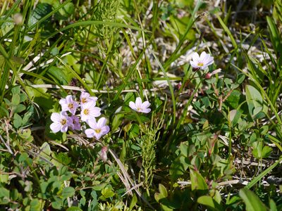 Claytonia sarmentosa, photographed by Matt Muir
