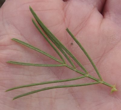 Psoralea brilliantissima, photographed by Nicola van Berkel