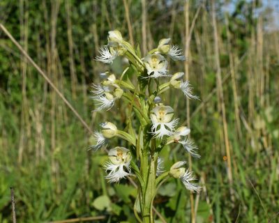 Platanthera leucophaea, photographed by davecz2