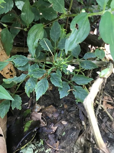 Cardamine fulcrata, photographed by Jared Shorma