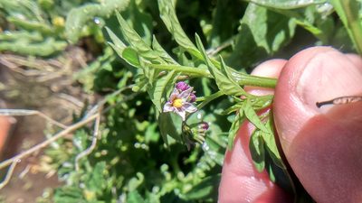 Solanum radicans, photographed by cstobie