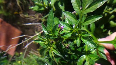 Solanum radicans, photographed by cstobie