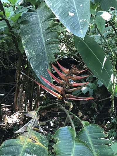 Heliconia lankesteri, photographed by Jared Shorma