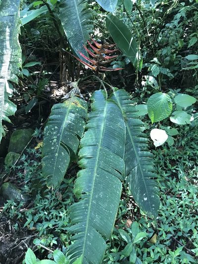 Heliconia lankesteri, photographed by Jared Shorma
