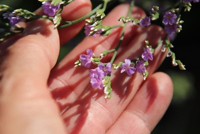 Limonium ramosissimum, photographed by Millie Basden