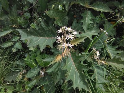 Solanum stellatiglandulosum, photographed by GERMAN LEONEL SARMIENTO CRUZ