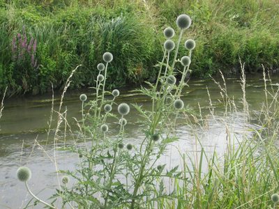 Echinops exaltatus, photographed by Andreas Rockstein