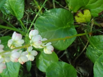 Pyrola grandiflora, photographed by Connie Taylor