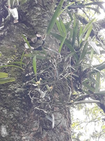 Maxillaria variabilis, photographed by Victor De la Cruz
