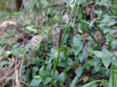 Carex lambertiana, photographed by Jacqui Geux
