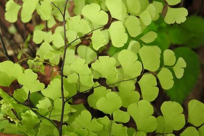 Adiantum braunii, photographed by Neptalí Ramírez Marcial