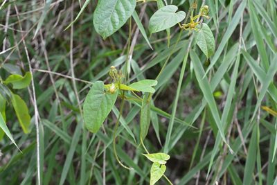 Gonolobus breedlovei, photographed by Neptalí Ramírez Marcial