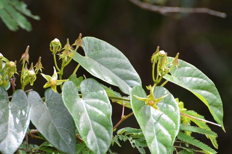 Gonolobus breedlovei, photographed by Neptalí Ramírez Marcial