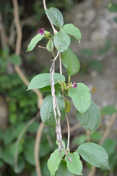 Laubertia contorta, photographed by Neptalí Ramírez Marcial