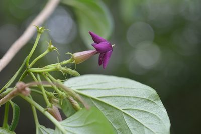 Laubertia contorta, photographed by Neptalí Ramírez Marcial