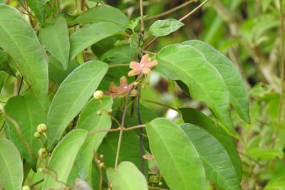 Ruehssia sumiderensis, photographed by Neptalí Ramírez Marcial