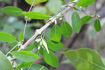 Metastelma trichophyllum, photographed by Neptalí Ramírez Marcial