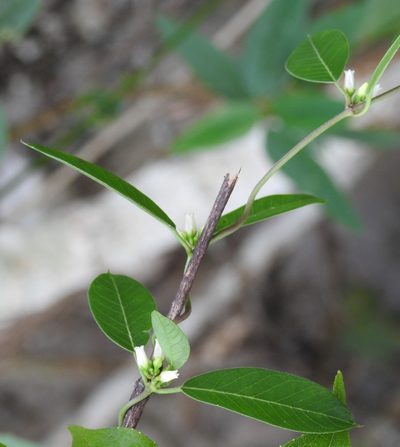 Metastelma trichophyllum, photographed by Neptalí Ramírez Marcial