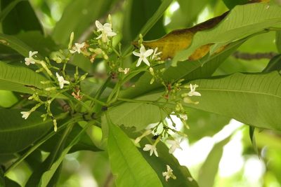 Alstonia longifolia, photographed by Neptalí Ramírez Marcial