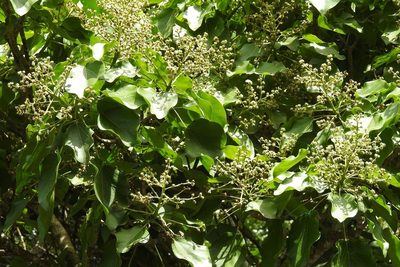 Oreopanax platyphyllus, photographed by Neptalí Ramírez Marcial