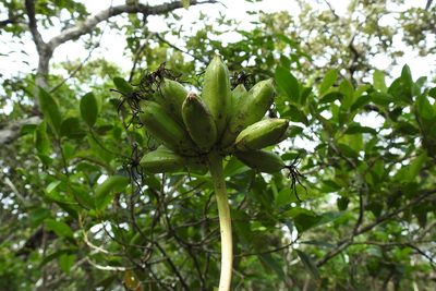 Agave kewensis, photographed by Neptalí Ramírez Marcial