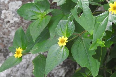 Philactis zinnioides, photographed by Neptalí Ramírez Marcial