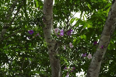 Amphilophium laxiflorum, photographed by Neptalí Ramírez Marcial
