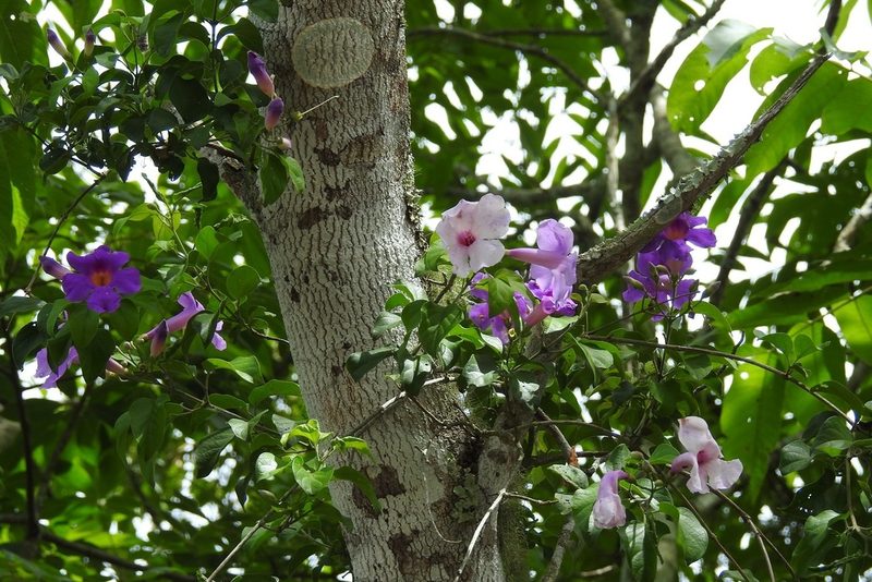 Amphilophium laxiflorum, photographed by Neptalí Ramírez Marcial