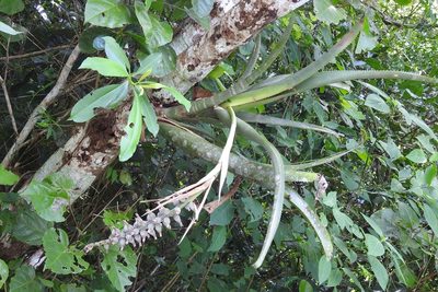 Billbergia pallidiflora, photographed by Neptalí Ramírez Marcial