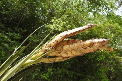 Tillandsia flavobracteata, photographed by Neptalí Ramírez Marcial